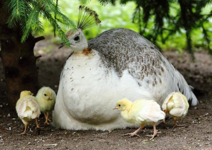 Vogelpark Oberhausen